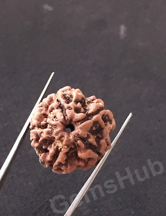 5 Mukhi Natural Certified Rudraksha Size- 21.4 mm Premium Quality